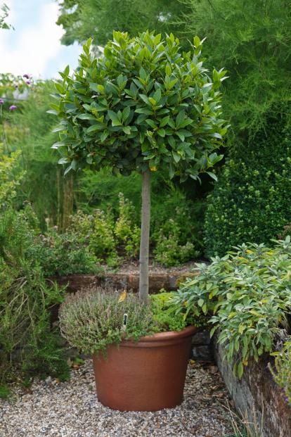 Before you re-pot a large plant, read this | Weekend | The Times Bay Trees In Pots, Olive Trees Garden, Bay Trees, Potted Olive Tree, Herb Garden Pots, Laurus Nobilis, Bay Tree, Plant Photography, Terracotta Pot