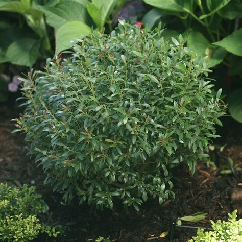 Gem Box® Inkberry Holly - My Proven Winners ColorChoices Inkberry Holly, Small Evergreen Shrubs, Rose Fertilizer, Native Plant Gardening, Tiny White Flowers, Proven Winners, Plant Spacing, Formal Gardens, Flowering Shrubs