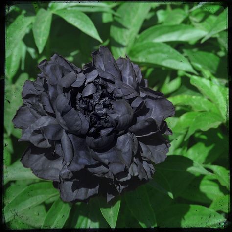 Peony Seeds, Peony Poppy, Black Plants, Witchy Garden, Dark Garden, Black Peony, Goth Garden, Tree Peony, Witch Garden