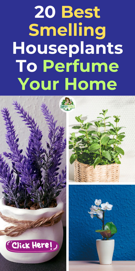 "Discover the 20 best smelling houseplants that can boost your mood and 
enhance your living space. From aromatic plants like lavender and jasmine 
to fragrant plants such as mint and rosemary, these household plants not 
only fill your home with delightful scents but also purify the air. Perfect 
for your bedroom or any room, these air-purifying plants elevate your 
environment while promoting relaxation and well-being. Explore our top 
picks for a happier, fresher home!" Plants That Make Your House Smell Good, Plants That Heal, Best Smelling Indoor Plants, Inside Plants No Sun, Plants In Bedroom Ideas, Best Plants For Bedroom, Best Air Purifying Plants, Smell Good All Day, Good Fragrance