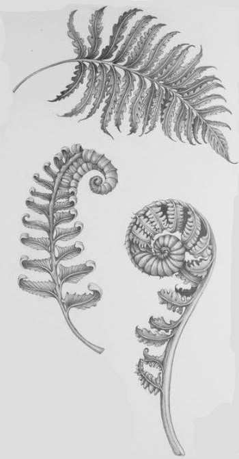 Botanisches Tattoo, Fern Tattoo, Plant Tattoo, Botanical Tattoo, Fern Leaf, Nature Tattoos, Botanical Drawings, Skin Art, New Tattoo