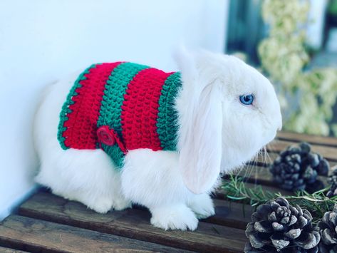 Crochet Hat For Bunny, Crochet Bunny Sweater, Crochet Bunny Clothes, Pet Rabbit Clothes, Bunny Harness, Bunny Clothes, Crochet Pets, Rabbit Sweater, Bunny Pet