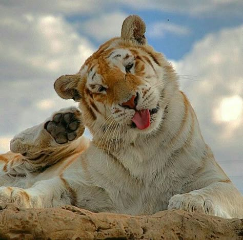 Got an itch Walpapers Cute, Tiger Pictures, Wild Animals Pictures, Golden Tiger, Cute Tigers, Pretty Animals, Majestic Animals, Silly Animals, Cute Wild Animals