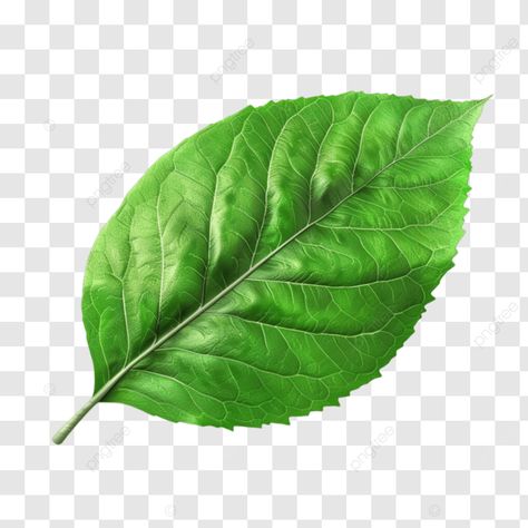 leaf chili isolated on transparent background spicy fresh vegetable png Chili Background, Leaf Png, Transparent Image, Green Landscape, Fresh Vegetables, Pattern Drawing, Png Transparent, Free Png, Png Image