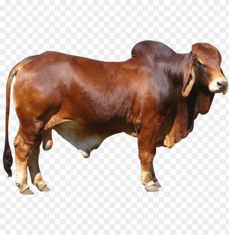 Sapi Png, Png Free Download, Cow Png, Clear Background, Simple Background Images, Cute Cartoon Animals, Simple Background, Cebu, Animal Photo