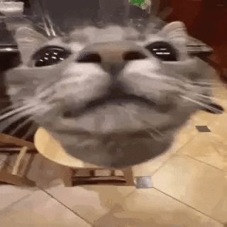 Animated GIF - Find & Share on GIPHY Yuh Huh, Animated Pfp, Car Cat, Funny Looking Cats, Relatable Meme, Cat Profile, Cat Icon, Cats Funny, Cute Cat Gif