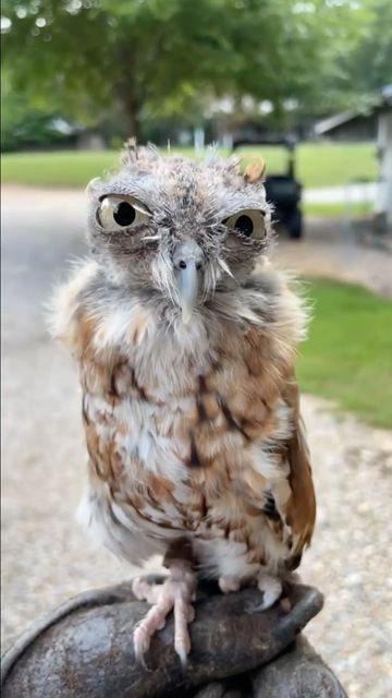 Owls, Feathers, I Can, Funny, On Instagram