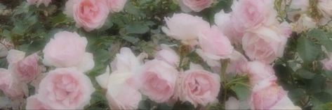 Light Pink Notion Header, Pink Wiget Long, Floral Banner Discord, Roses Banner Discord, Aesthetic Rectangle Widget, Light Pink Aesthetic Banner, Pink Flower Twitter Header, Images Wider Than 1500 Pixels Aesthetic, Rectangle Pictures Aesthetic