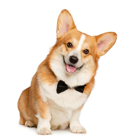 Welsh Corgi Pembroke Dog Isolated on white Background. In studio royalty free stock photos Dog With White Background, Puppy Reference, Corgi Reference, Dog White Background, Corgi Portrait, Dog Reference, Cute White Dogs, Baby Corgi, Cute Puppy Wallpaper