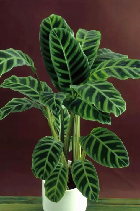 Dieffenbachia Houseplant, Types Of House Plants, Cat Safe Plants, Lucky Bamboo Plants, Zebra Plant, Calathea Plant, Garden Paradise, Plant House, Beautiful Leaves