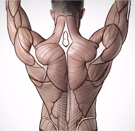 Muscle Drawing Women, Back Muscle Anatomy Drawing, Muscle Anatomy Drawing, Torso Anatomy, Human Muscle Anatomy, Human Anatomy Reference, Women Anatomy, Back Muscle, Man Anatomy