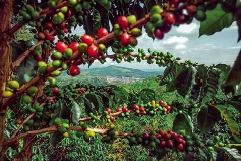 Coffee Plant Photography, Cafe Wall Color, Coffee Farm Photography, Coffee Sustainability, Coffee Board Ideas, Coffee Mural, Coffee Berry, Coffee Farming, Cafe Mural