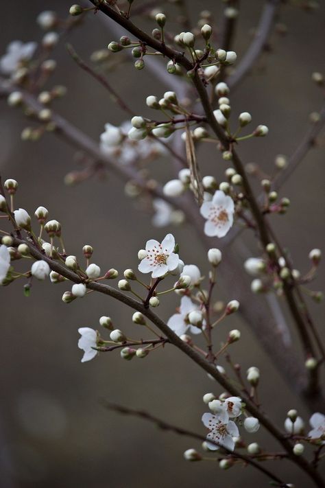 Cherry Blossom White, Cherry Blossom Pictures, List Of Flowers, Pear Blossom, Green Cherries, Cherry Flower, White Cherry Blossom, Cherry Blossom Background, Titanium Wedding Rings