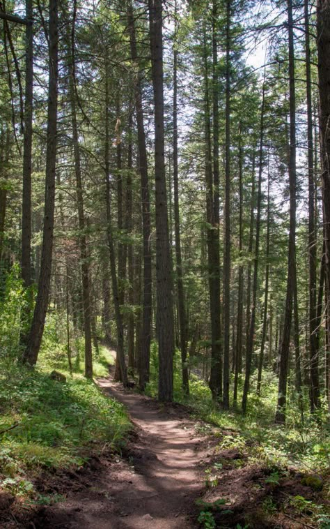 Wandering the trails in Cougar Bay Nature Preserve.- Best Hikes Near Spokane, Washington #hiking #washington #wastate #spokane #outdoors #pnw #pacificnorthwest Washington Hiking, Hiking Places, Washington Hikes, Washington Travel, Hiking Photography, Spokane Washington, Nature Hikes, Mount Rainier National Park, Nature Preserve