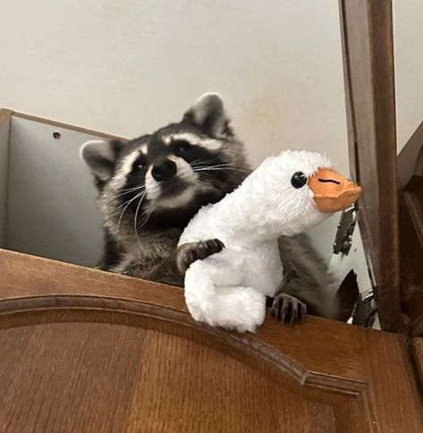 Racoon Pfp, Raccoon Pfp, Epic Pfp, Maur Maur, Cute Raccoons, Duck Cute, Trash Pandas, Pet Raccoon, Cute Raccoon