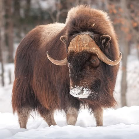 Tundra Animals, Musk Ox, Northern Canada, Rare Animals, Arctic Animals, Chat App, Animal Companions, Animal Photo, Chinese Zodiac