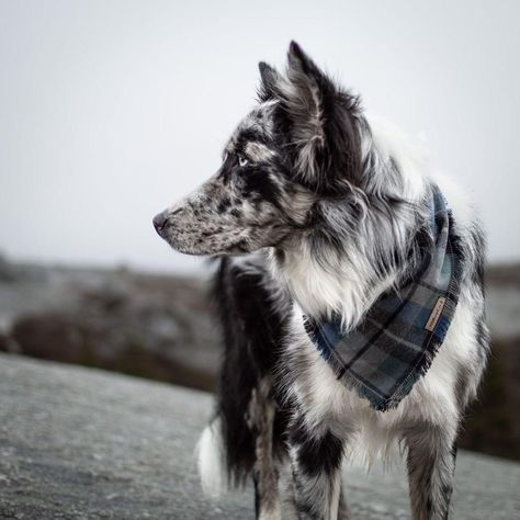 Border Collie Bandana, Grey Border Collie, Blue Border Collie, Border Collie Merle, Blue Merle Border Collie, Grey Bandana, Creature Anatomy, Merle Border Collie, Cute Borders