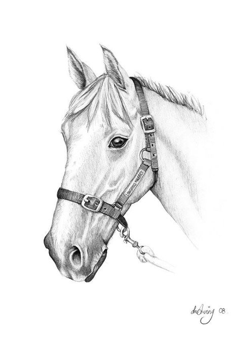 Pencil Drawings Of Horses Carolina Cup Drawings - Horse Pencil Sketch Horse Sketch Art, Horse Pencil Drawing, Pencil Drawings Of Nature, Pencil Drawings Of Flowers, Baby Animal Drawings, Horse Sketch, Animal Drawings Sketches, Horse Coloring Pages, Beautiful Sketches