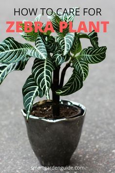 Zebra Plant Care, Aphelandra Squarrosa, Exotic House Plants, Houseplant Ideas, Indoor Gardening Ideas, Pots For Indoor Plants, Indoor Plant Ideas, Zebra Plant, Kitchen Plants