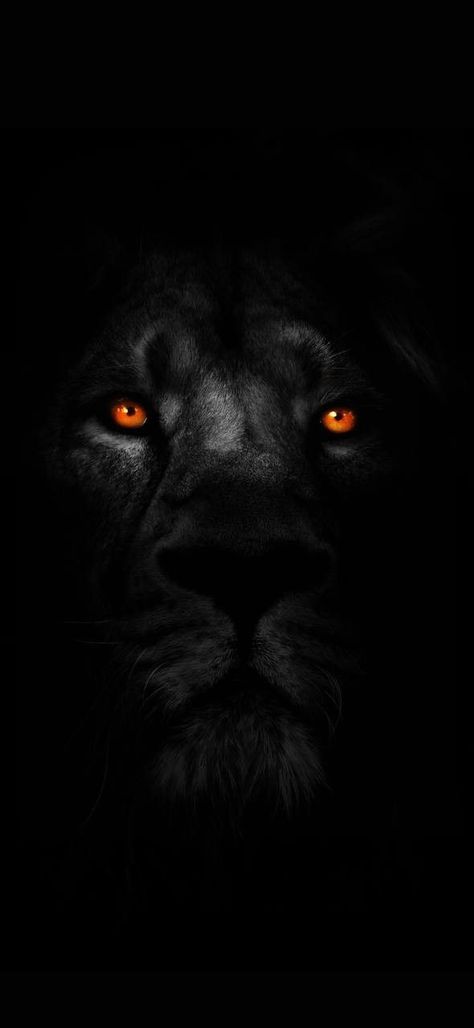 Lion Wallpaper Iphone, Lion Hd Wallpaper, Lion Live Wallpaper, Wild Animal Wallpaper, Lion Artwork, Lion Photography, Lions Photos, Amoled Wallpapers, Black Wallpaper Iphone Dark