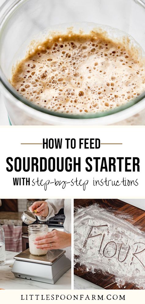 Best Sourdough Starter Recipe, Dough Starter Recipe, Rye Sourdough Starter, Make Sourdough Starter, Homemade Yeast, Easy Sourdough Bread Recipe, Recipe Using Sourdough Starter, Sourdough Bread Starter, Dough Starter