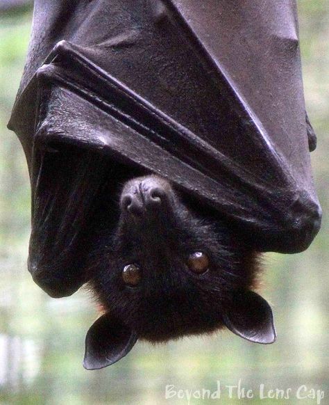 Bat Bat Hanging, Fruit Bats, Fox Bat, Bat Species, Hanging Upside Down, Flying Fox, Fruit Bat, Baby Bats, Exotic Animals