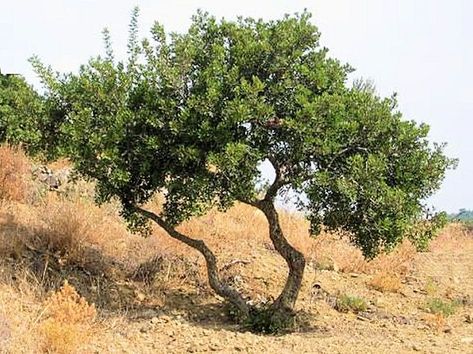 Mastic Tree (pistacia lentiscus) - Back Desert Plants Landscaping, Greece Images, Mastic Tree, Barking Up The Wrong Tree, Texas Mountain Laurel, Short Trees, Arizona Garden, Xeriscape Landscaping, Pool Plants