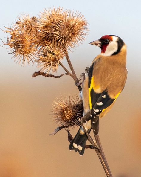 GOLDFINCH by PeskyMesky. Found using 'Gallery for Flickr' on iPad. https://apps.apple.com/in/app/galleryr-pro-for-flickr/id525519823 American Goldfinch Drawing, Goldfinch Illustration, Goldfinch Flying, Goldfinch Bird, European Goldfinch, Aberdeenshire Scotland, British Birds, Goldfinch, Nature Reserve