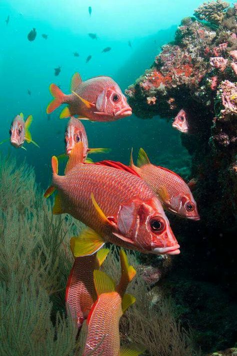 Red Snapper Underwater Landscape, Life Under The Sea, Beneath The Sea, Under The Ocean, Red Snapper, Beautiful Sea Creatures, Water Animals, Marine Fish, Ocean Fishing