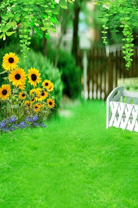 Studio Photography Backdrop, Flower Fence, Baby Photography Backdrop, Background Portrait, Video Backdrops, Garden Background, Blur Image Background, Toddler Photoshoot, Grass Background