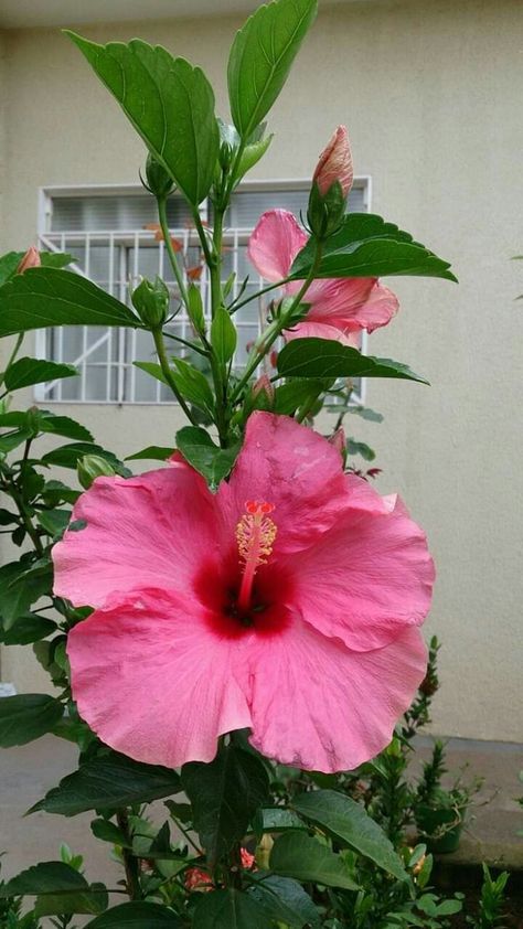 Get the complete hibiscus plant care guide. Learn how to grow potted hibiscus, outdoor hibiscus trees and more. Hibiscus Plant Care, Growing Hibiscus, Hibiscus Tree, Plant Care Guide, Hibiscus Plant, Wonderful Flowers, Beautiful Flowers Garden, Beautiful Flowers Wallpapers, Beautiful Rose Flowers