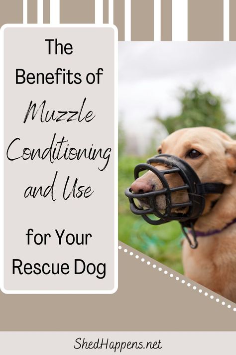 brown dog wearing a black basket muzzle | the benefits of muzzle conditioning and use for your rescue dog Muzzle Training Dogs, Dog Training Ideas, Dog Muzzle, Dog Steps, Training Ideas, Dog Shedding, Duck Tape, Train Your Dog, Rescue Dog