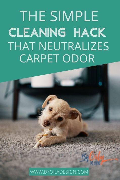 How To Get Rid Of Pee Smell In Carpet, How To Get Rid Of Dog Smell In Carpet, Getting Rid Of Dog Urine Smell In Carpet, Get Smell Out Of Carpet, Get Urine Smell Out Of Carpet, How To Get Smell Out Of Carpet, Pet Smell Out Of Carpet, How To Get Dog Smell Out Of Carpet, How To Get Rid Of Dog Pee Smell Carpet