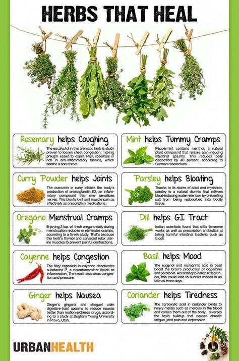 Herbs That Heal Poster Healing With Herbs, Herbs And Spices Health Benefits, Herbs Health Benefits, Herbs That Heal, Herb Uses Medicine, Menaposal Herbs, Healing Herbs Medicine, Herbs For Colds, Herb Properties