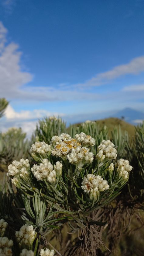 Edelweiss Flower Aesthetic Wallpaper, Logo Reference, Edelweiss Flower, Flower Bucket, Savage Kids, Badminton, Travel Journal, Shades Of Green, Aesthetic Wallpapers