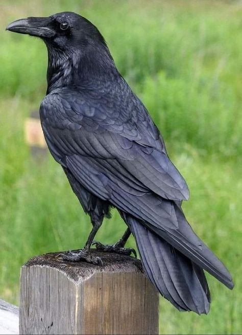 Pictures Of Ravens, Raven Side Profile, Crow Reference Photo, Crow Side Profile, Crow Drawing Reference, Crow Reference, Aesthetic Crow, Crow Photo, Raven Photo