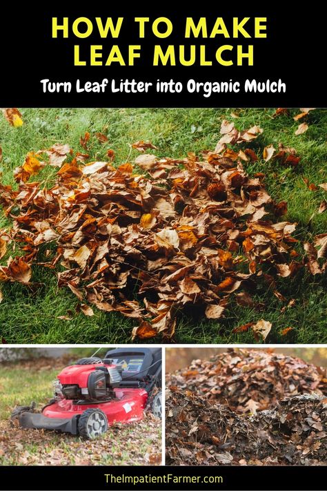 How To Compost Leaves, How To Mulch Leaves, How To Make Mulch, Leaf Mold Compost, Leaf Composting, Diy Mulch, Leaf Compost, Leaf Litter, Leaf Mulch