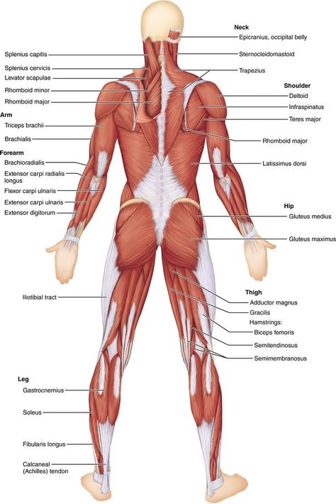 Muscles Labeled, Muscles Diagram, Neck Muscle Anatomy, Human Body Muscles, Body Muscle Anatomy, Human Muscular System, Muscular System Anatomy, Muscles Anatomy, Muscle Diagram