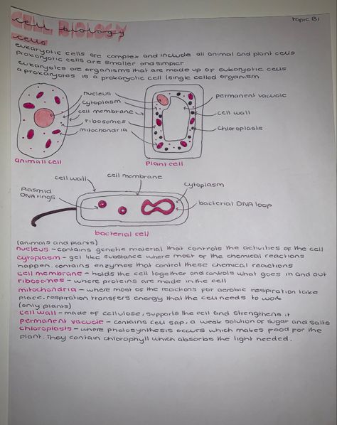 Animal Cell Notes, Plant Cell Notes, Cells Aesthetic Notes, Life Processes Biology Notes Class 10 Aesthetic, Plant Cell And Animal Cell, A Level Biology Cell Structure Notes, Gcse Cell Biology Revision, Plant Cell Drawing, Biology Notes Animal And Plant Cells