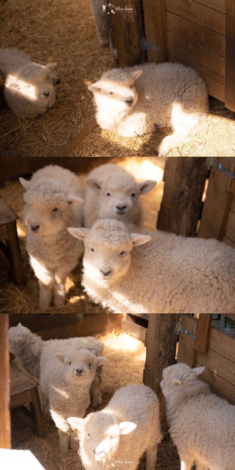 Sheep And Lamb, Pretty Animals, Cute Creatures, Sweet Animals, Cute Little Animals, 귀여운 동물, Cuteness Overload, Animals Friends, Beautiful Creatures