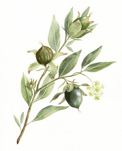 Simmondsia chinensis.   #botanicalwatercolor #winsorandnewton #simmondsiachinensis #jojoba Folk Character Design, Jojoba Plant, Massage Therapy Business, Therapy Business, Alien Aesthetic, Cosmetica Natural, Botanical Watercolor, Bramble, Plant Illustration