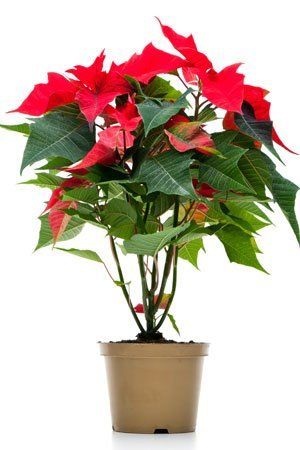 Christmas Cactus Care, Poinsettia Care, Christmas Cactus Plant, Poinsettia Plant, Household Plants, Flower Pot Design, Plant Care Houseplant, Christmas Plants, Inside Plants