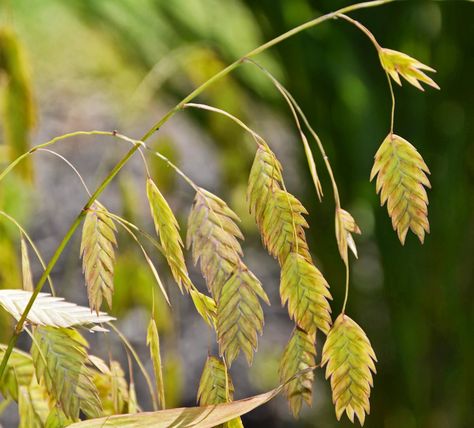 The end of the line for a plant : An Obsessive Neurotic Gardener Oat Plant, Northern Sea Oats, Garden Problems, Sea Oats, Grass Plants, Plant Room Ideas, Holly Wedding, Types Of Grass, Royal Baby Showers