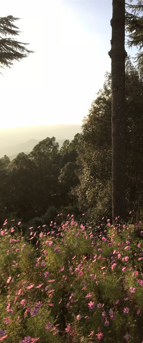 Binsar Uttarakhand