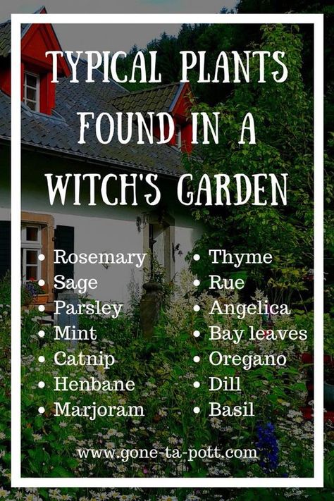 https://www.facebook.com/theoogieboogiewitch/photos/a.714019765279440/2327778557236878/?type=3&theater What Is A Witch, Witches Garden, Witch's Garden, Witchy Garden, Magickal Herbs, Witch Herbs, Green Witchcraft, Herb Garden Design, Witch Garden