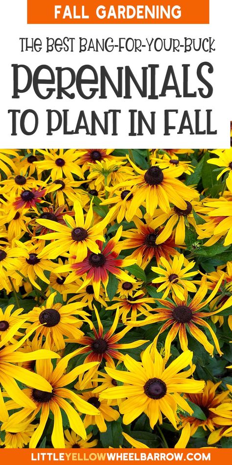 15 Best Perennials to Plant In Fall For Stunning Landscapes When To Plant Perennials, Fall Planting Zone 6, What To Plant In The Fall, Flowers To Plant In Fall, Fall Planting Perennials, Plant In Fall, Fall Perennials, Leaf Structure, Fall Planting