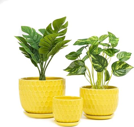 Amazon.com: Nattol Yellow Ceramic Flower Pots with Saucers, Modern Round Ceramic Succulent Plant Pots with Honeycomb Inspired Texture Design, Small to Medium Sized, Set of 3 : Patio, Lawn & Garden Yellow Planter, Yellow Plants, Yellow Mugs, Ceramic Succulent, Drainage System, Yellow Ceramics, Ceramic Flower Pots, Pot Set, Small Planter