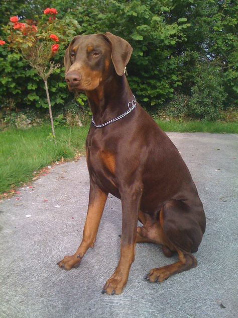 Brown Doberman Uncropped, English Doberman, Doberman Dogs Natural Ears, Light Doberman, Dog Doberman, Brown Doberman Pinscher, Doberman Ears Natural, Doberman Natural, Light Brown Doberman