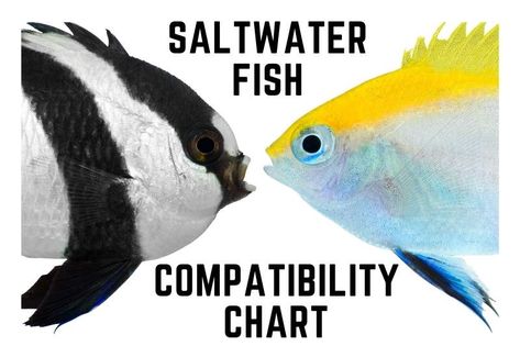 Fish Only Saltwater Aquarium, 20 Gallon Saltwater Aquarium, Fish Tank Saltwater, Small Saltwater Aquarium, Saltwater Tank Ideas, Salt Water Aquarium Ideas Design, Salt Water Fish Tank Ideas, Salt Water Aquarium Ideas, Small Saltwater Tank