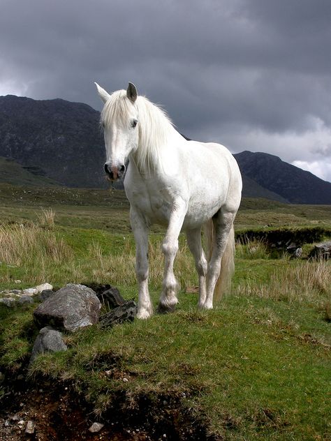 White Connomara Pony Connemara Pony, Grey Horses, Rare Horses, Pony Breeds, Grey Horse, Majestic Horse, Miniature Horse, All The Pretty Horses, Clydesdale